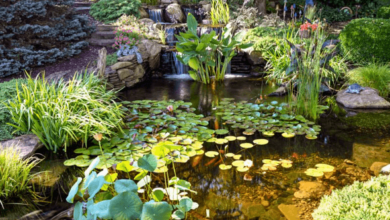 Pond
